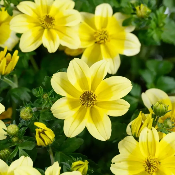 Bidens 'Timeless™ Yellow Splash' – uczep